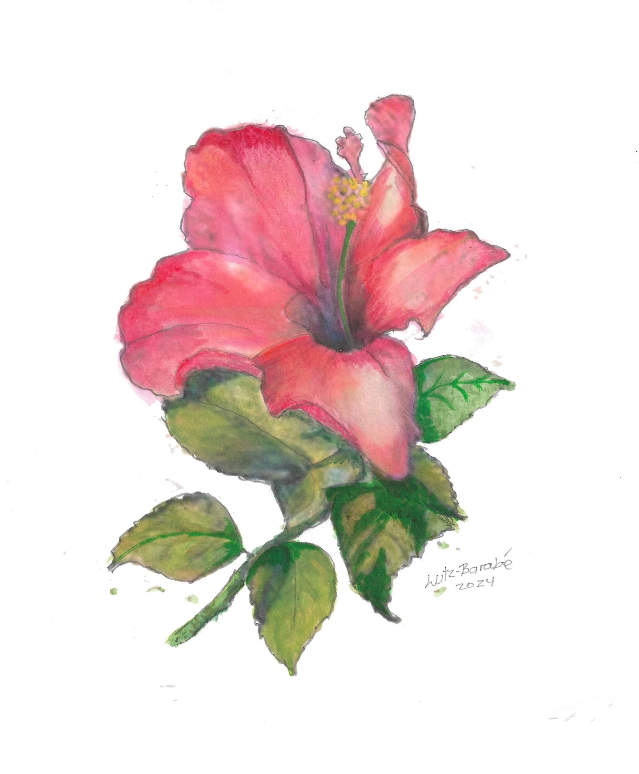 A vibrant red flower, set against a stark white background.