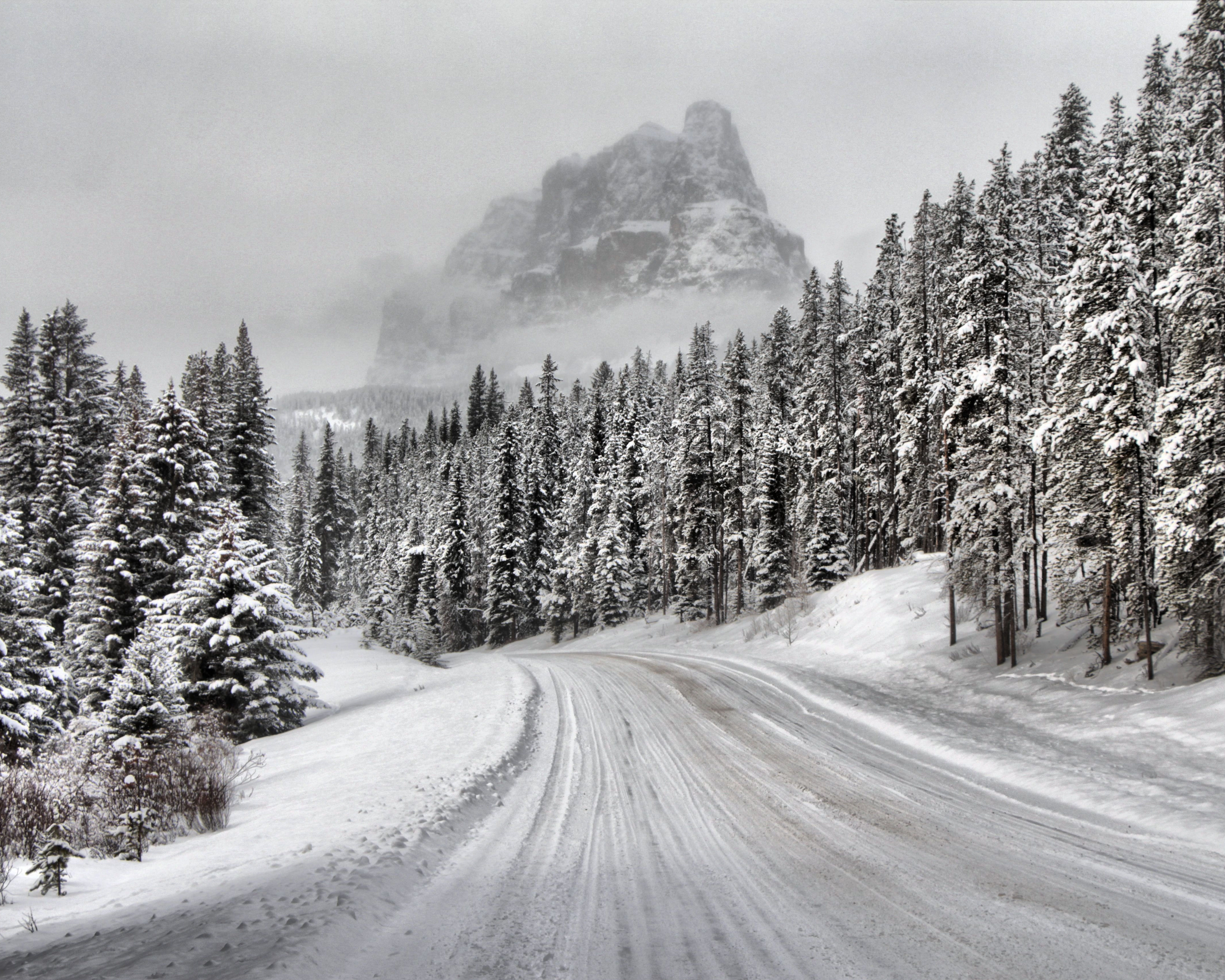Photograph of snowy, tree covered road.
