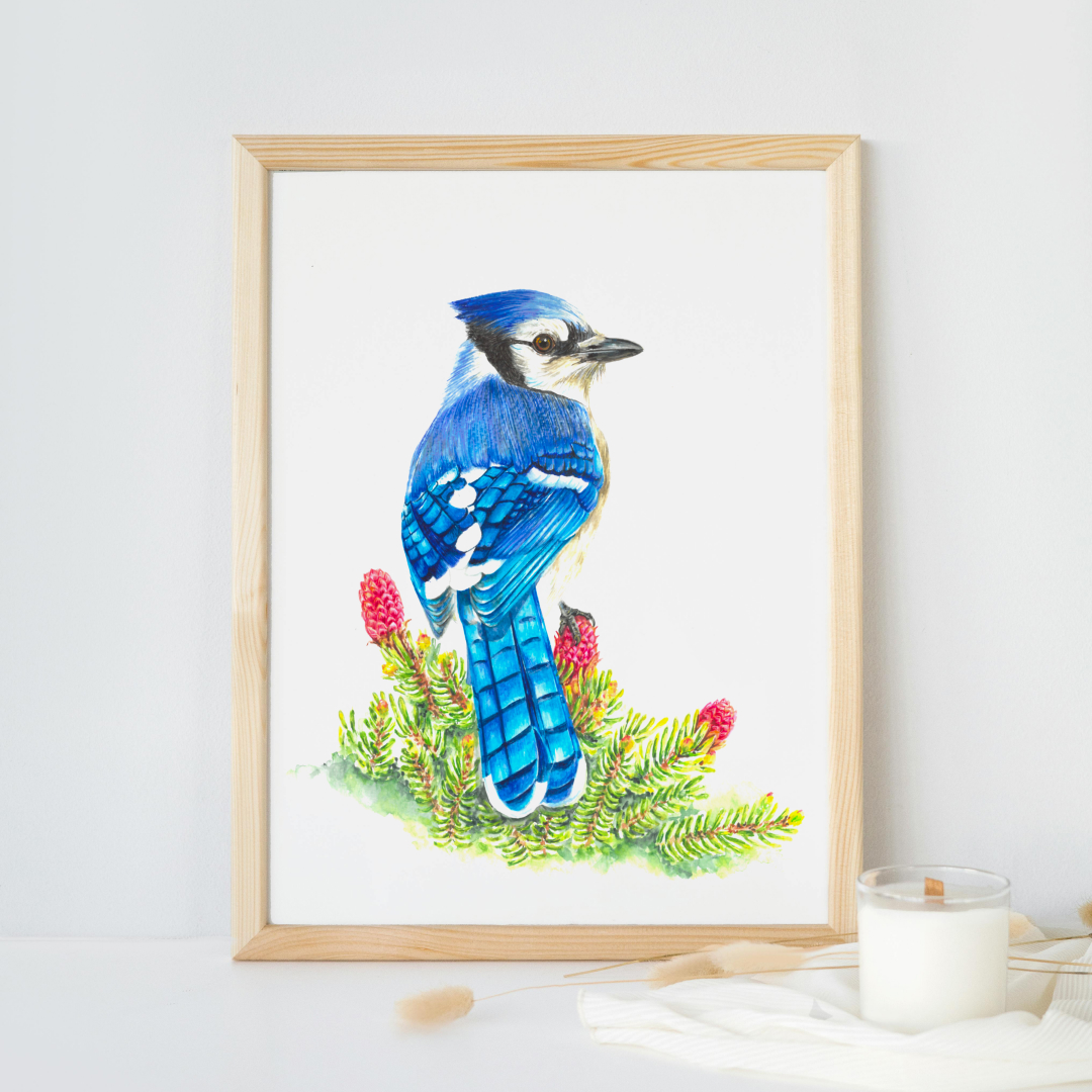 Painting of a blue jay, atop a bustle of branches.